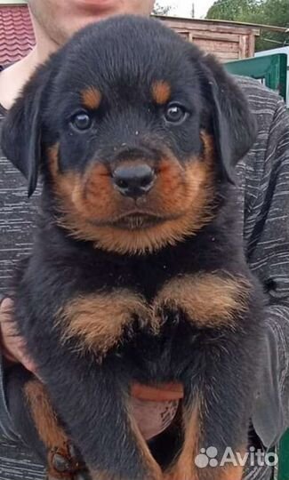 Ротвейлер щенки