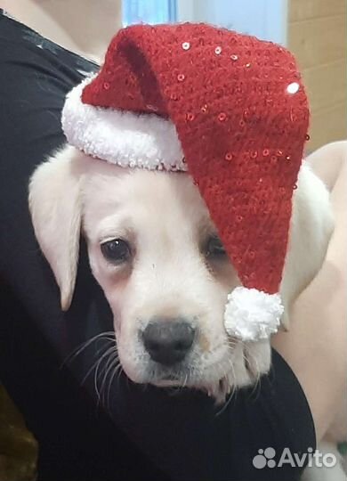 Новогодние сюрпризы