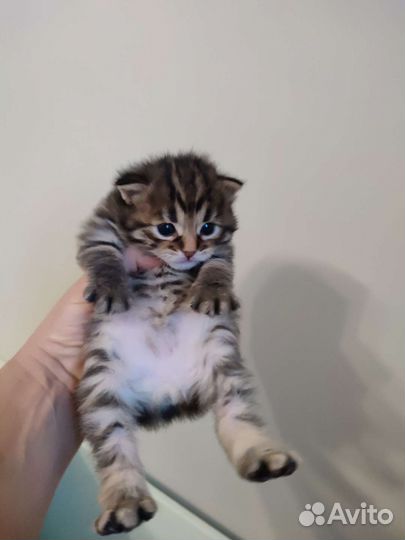 Котята Курильский бобтейл