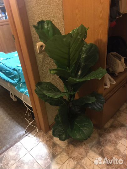 Фикус лирата