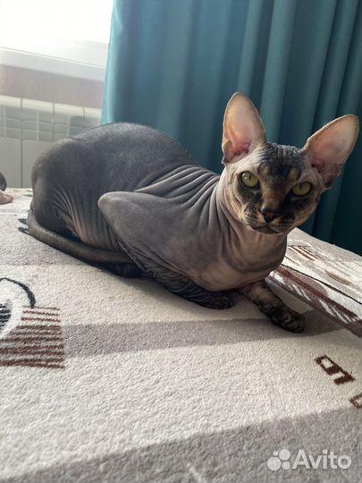 Кот на вязку сфинкс