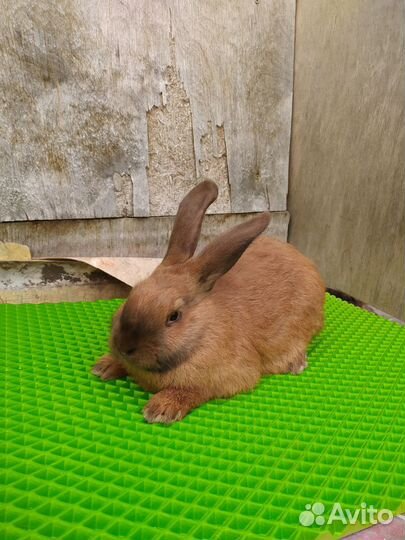 Кролики бургундские