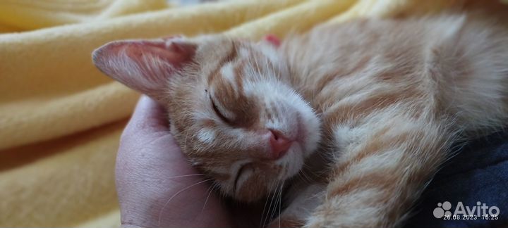 Котята в добрые руки