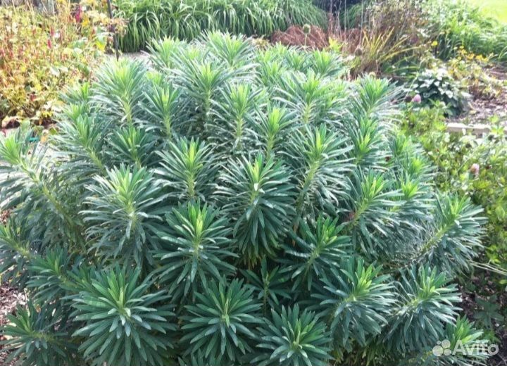 Молочай кипарисовый