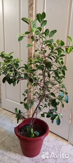 Фикус бенджамина curly