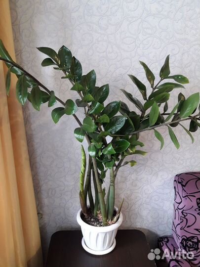 Алоэ и замиокулькас