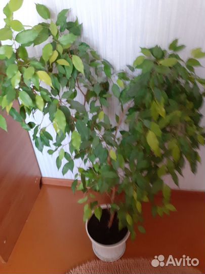 Бенджамина