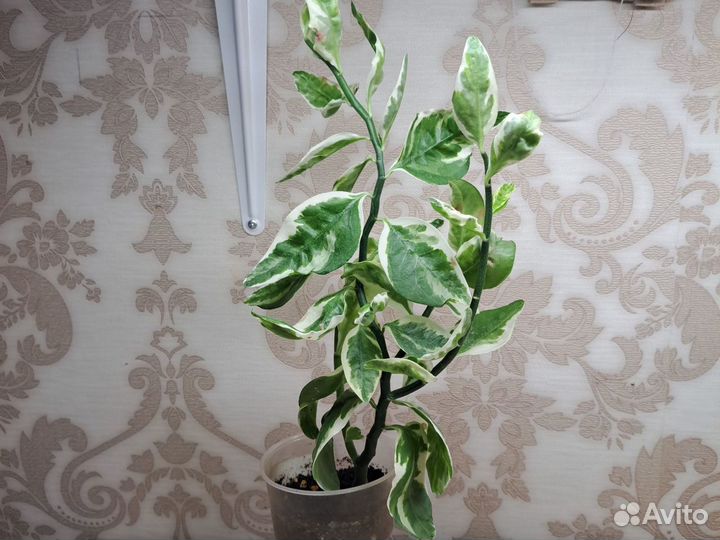 Педилантус