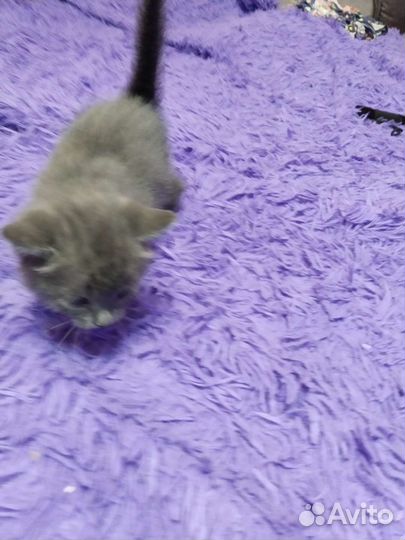 Обыкновенные котята не породистые