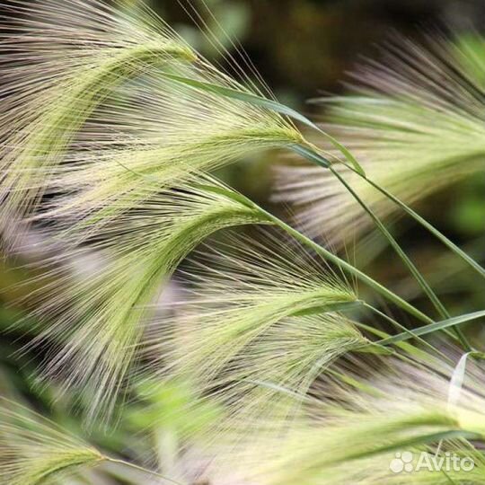 Ячмень гривастый