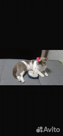 Бык производитель