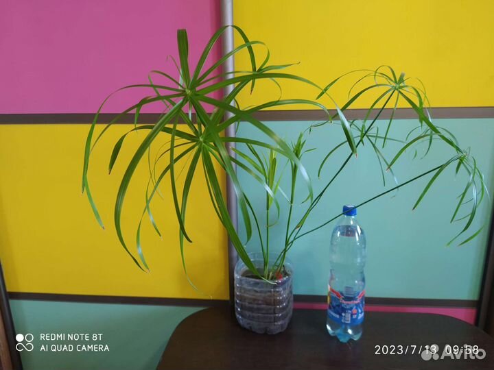 Циперус или пальма болотная