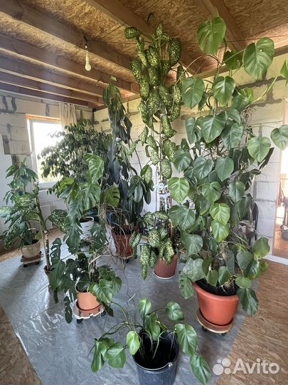 Фикус бенджамина