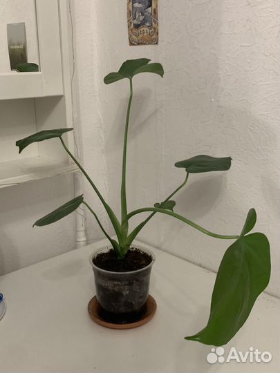 Монстера, целое растение