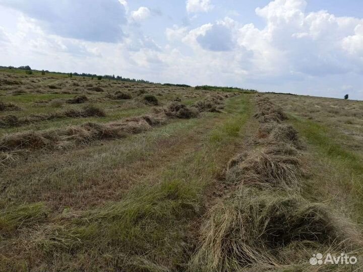 Сено в квадратных тюках