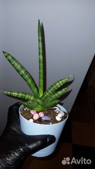 Сансевиерия Boncellensis
