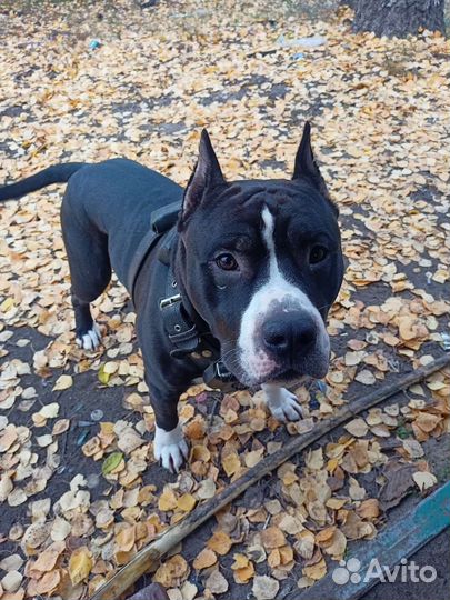 Стаффордширский терьер вязка