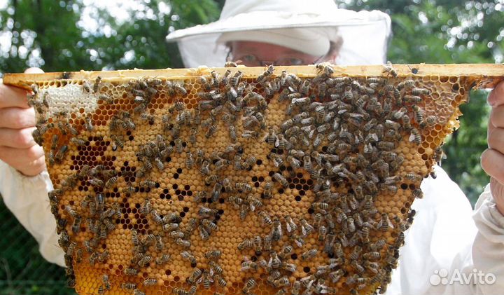 2024 Мед натуральный алтайский оптом