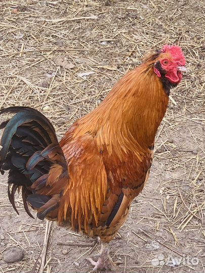 Молодые петухи