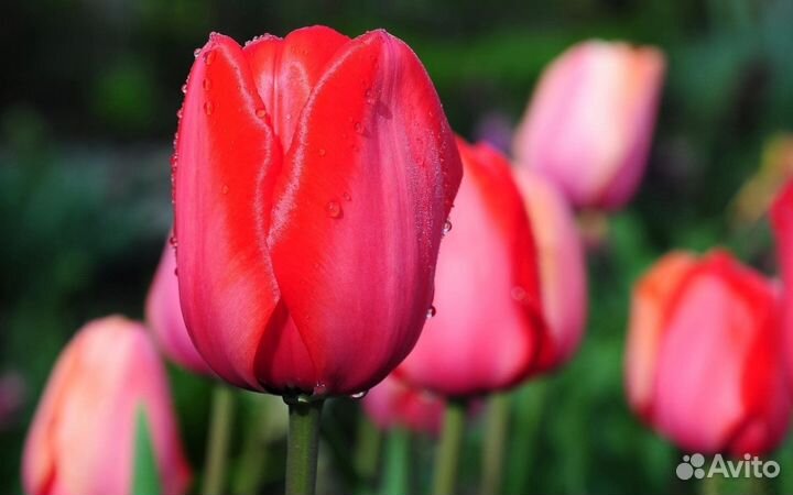 Тюльпаны оптом от производителя
