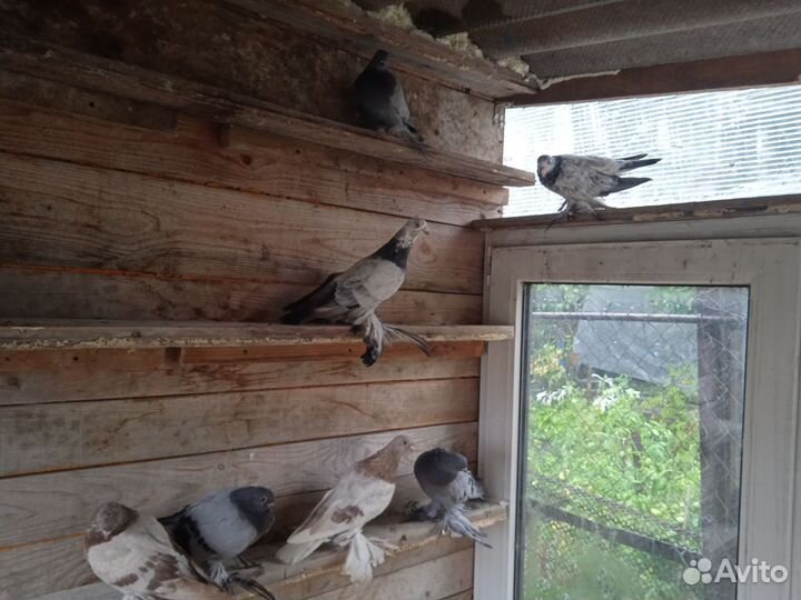 Продажа голубей