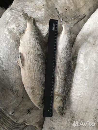 Рыба Пелядь крупная Северная