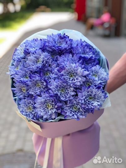 Хризантема