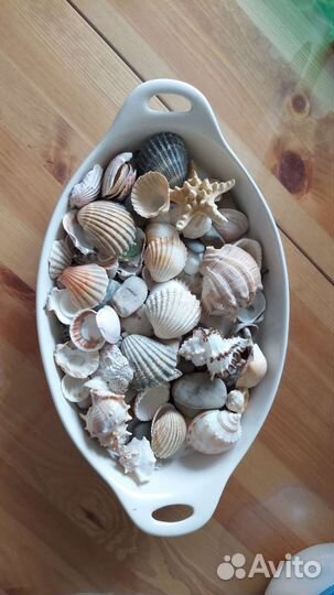 Морские ракушки