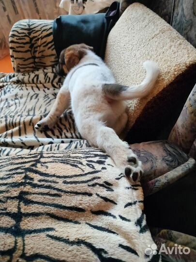 Передержка животных в домашних условиях