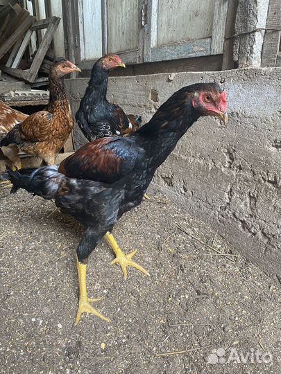 Бойцовая птица