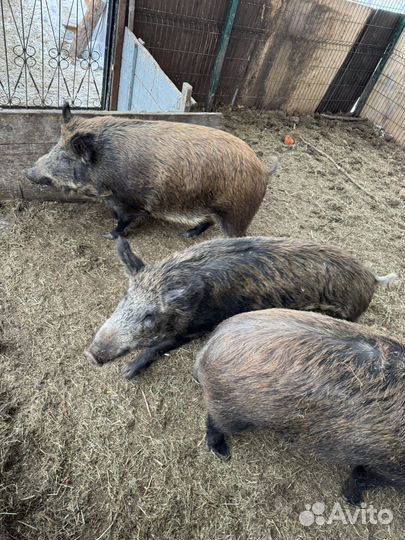 Дикий кабан