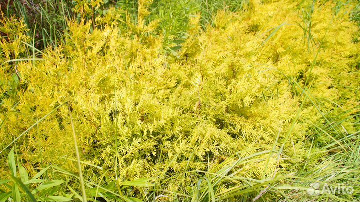 Туя западная Рейнгольд