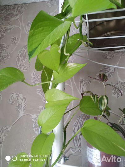 Сциндапсусы эпипремнумы пеперомии