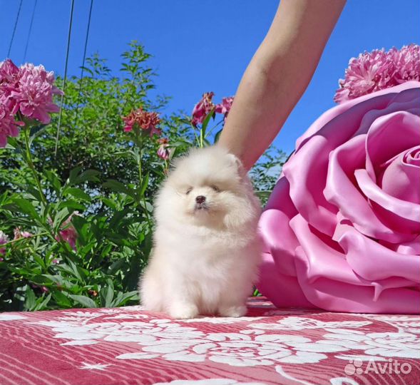 Мальчики мини