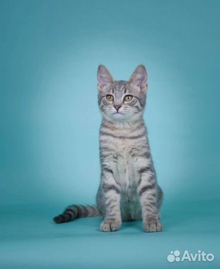 Очаровательный котёнок Кальмар (4 мес)