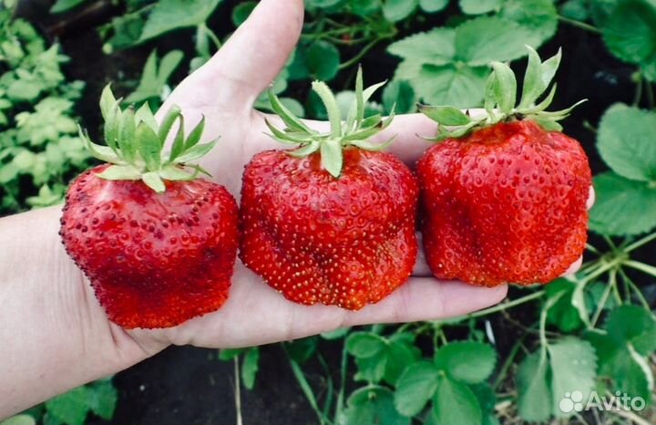 Клубника Земляника Садовая саженцы