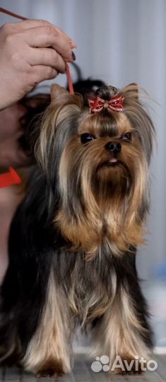 Йоркширский терьер девочки