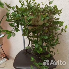 Лианы и вьющиеся растения для комнатного выращивания: названия и фото цветов