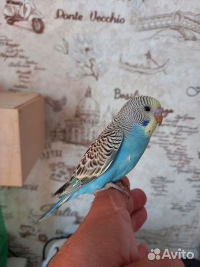 Волнистый попугай ручной
