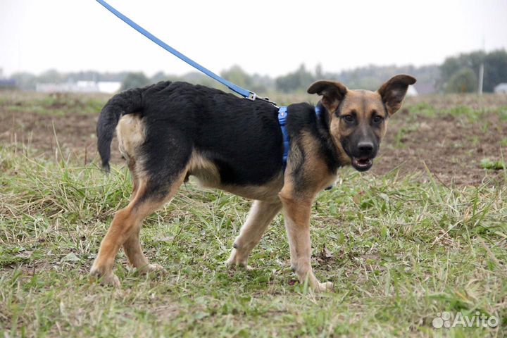 Мальчик Шанс в дар