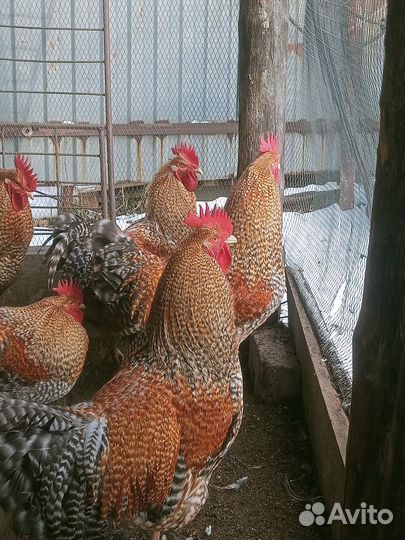 Яйца на инкубацию