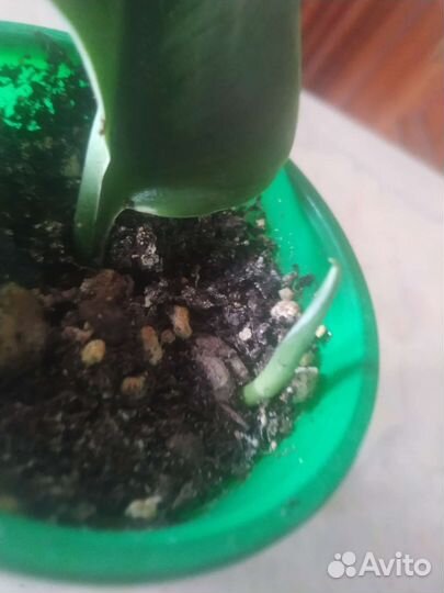 Сциндапсус, эпипремнум,синг