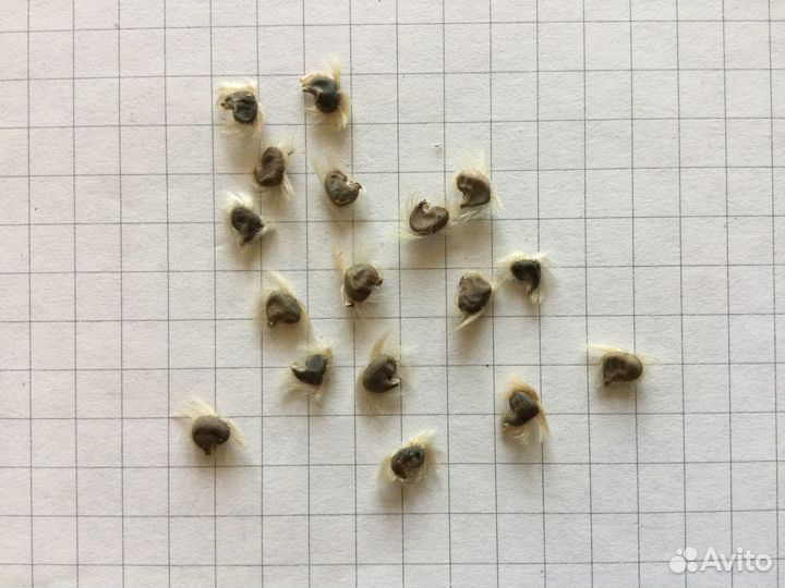 Гибискус сирийский семена