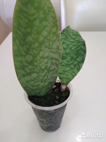 Сансевиерия ханни Сильвер крем и другие