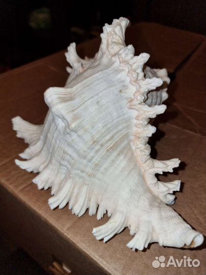 Океан ракушка