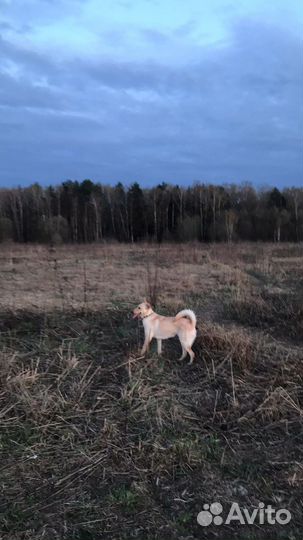 Белочку в добрые ручки
