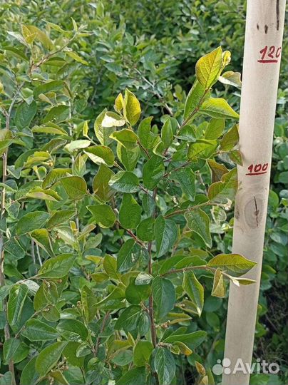 Саженцы кизильника блестящего