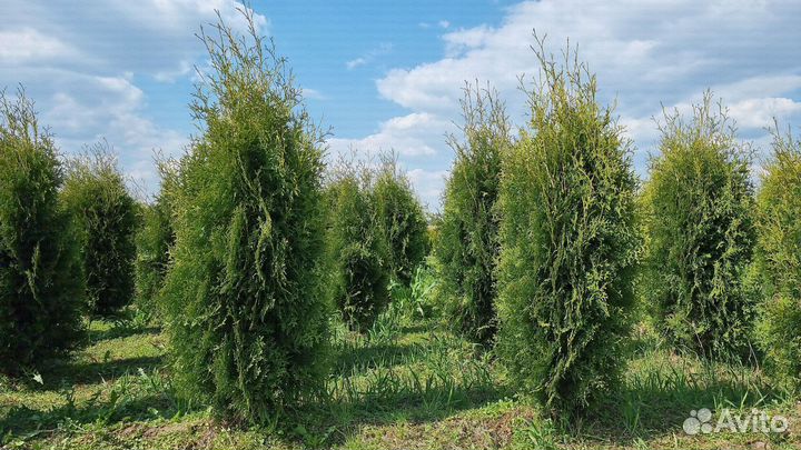 Туя Колумна 120-140см оптом