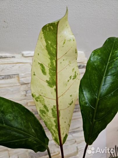 Филодендрон Melinonii Mosaic, антуриум