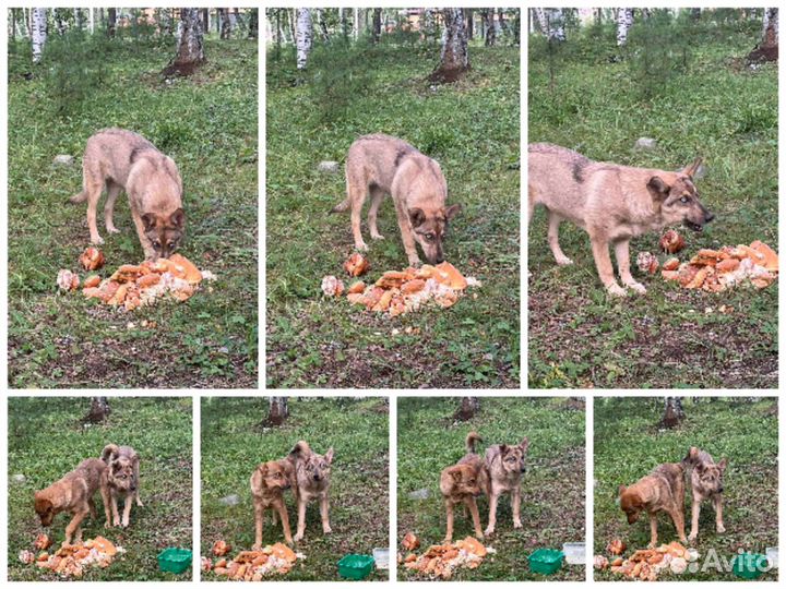 Две девчонки выживают в лесу